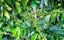 Load image into Gallery viewer, Give It The Beans HRCC Colombian Coffee - 4 bags